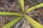 Southern rattlesnake master